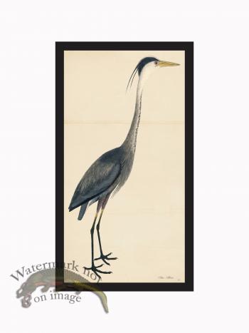 Rudbeck CFA_BF 40 Blue Heron